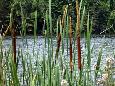 Typha latifolia - لوئی